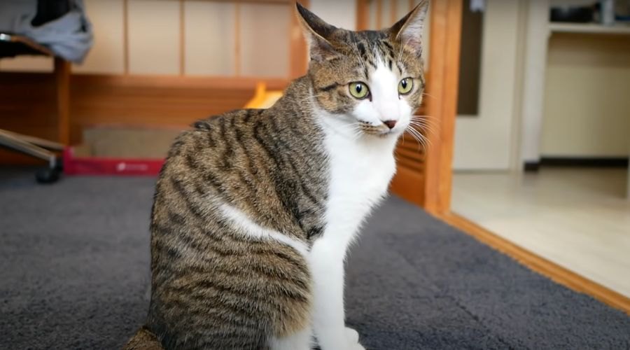 オス猫ちゃんの三毛疑惑！？果たして結果は…？