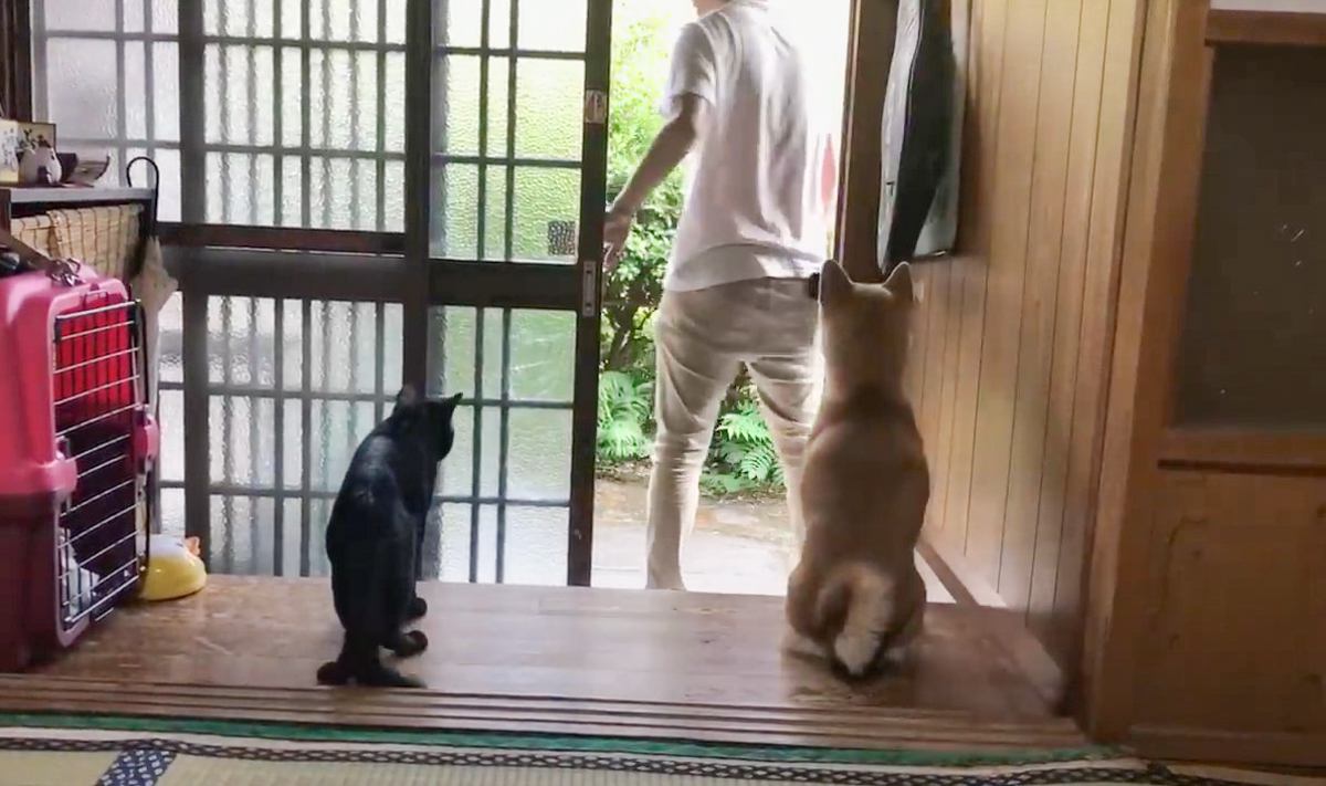 お出かけ時の『猫と犬の反応の違い』撮ってみた結果…あまりの温度差が微笑ましすぎると236万再生「ニヤニヤした」「暴れすぎｗｗ」の声