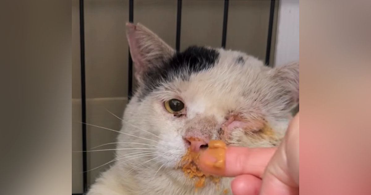 目の痛みに耐えながら『必死に家族を守っていた野良猫』→保護された現在は…感動の軌跡が18万再生「涙が出ました」「幸せに暮らしてほしい」