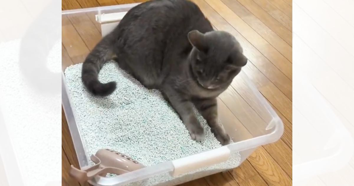 自分のくつろいでいる場所が『トイレ』だと気づいた猫…爆笑必至の『突然の行動』が362万表示「何をきっかけにｗ」「覚醒の仕方がｗ」