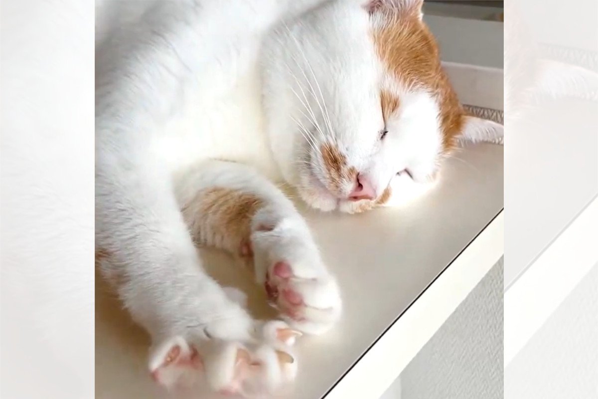 猫をなでると手が開く！！ニャンコファンから「開運動画」という説も…♡