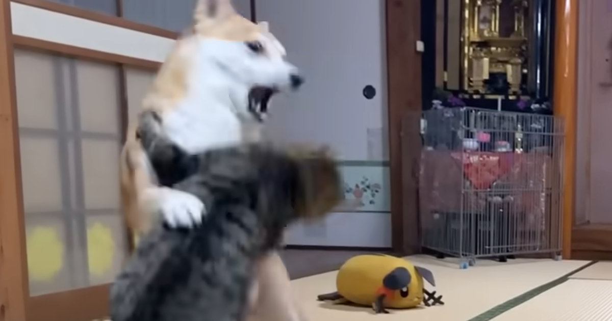 犬と共に暮らすネコたち→遊びが白熱して、喧嘩勃発かと思いきや…平和すぎる『日常の光景』が1095万再生「優しいケンカ」「仲良すぎ」
