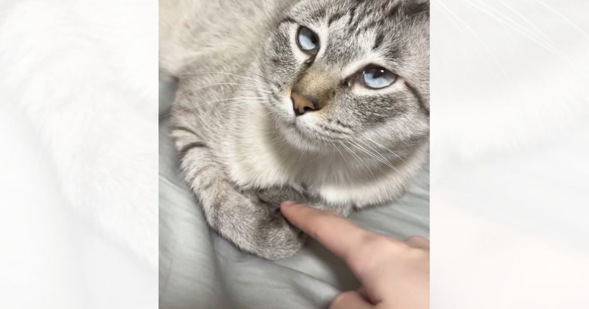 前足のすきまに指を入れてみたら、猫が……想定外の『可愛すぎる仕草』に5万7000いいね「石化してしまうやつ」「ズルいですわ」と話題に