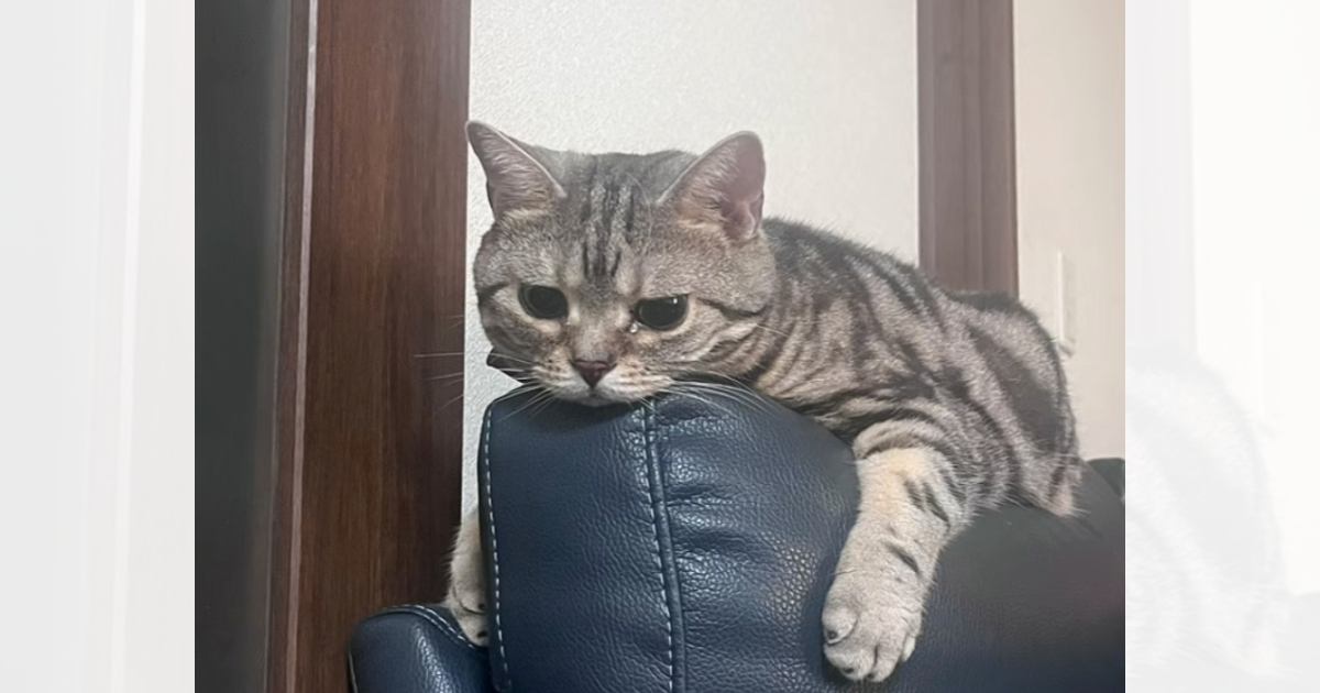 奥さんの実家の猫をあずかって『2日目』になると…まさかの光景に「うらやましい」「自分の居場所を作ってるｗ」と12万再生の反響
