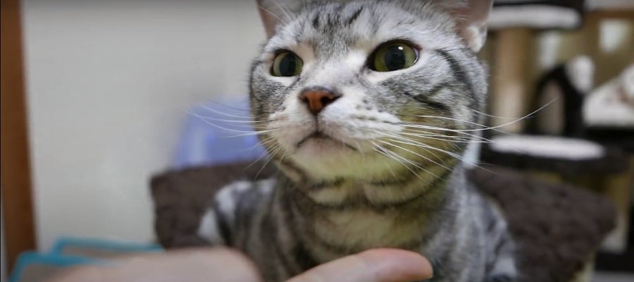 夢中で食べる！猫ちゃんのお気に入りおやつとは…♡