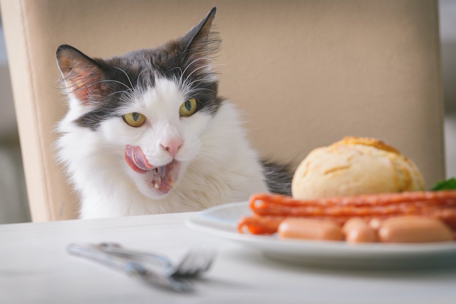 猫が「盗み食い」しがちな物３つ