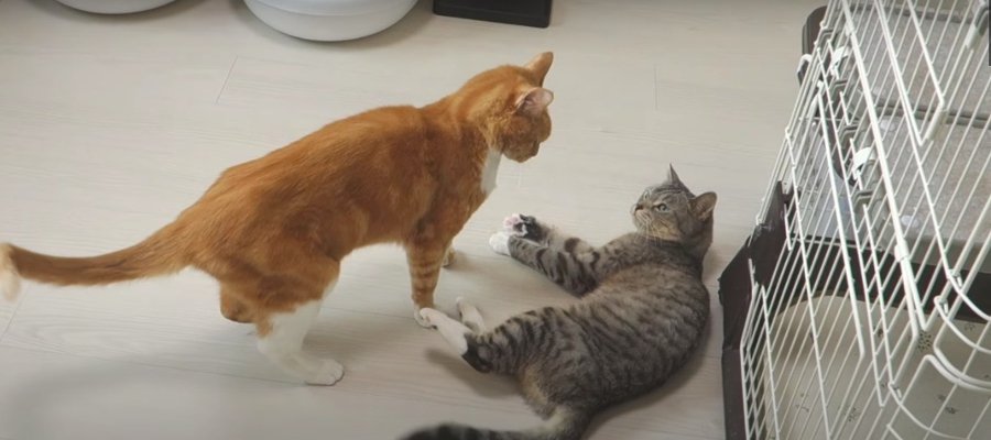 原因は？？少し長めな猫ちゃんたちの喧嘩