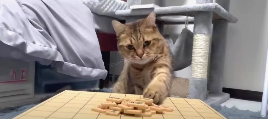 完全に理解した！？猫ちゃんの将棋崩し