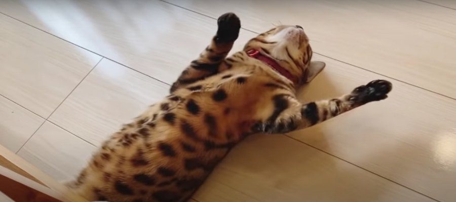 朝からクネクネ猛アピール♡可愛すぎる猫ちゃん♪