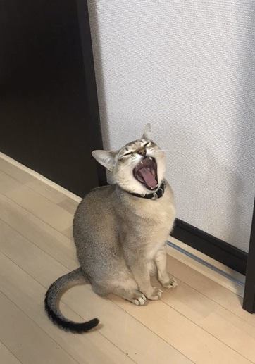 猫がミスをごまかすときの仕草３つ