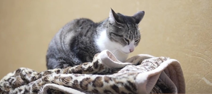 猫ちゃんたちの心を奪う踏み心地！素材別ふかふか度レベルを診断してみた結果