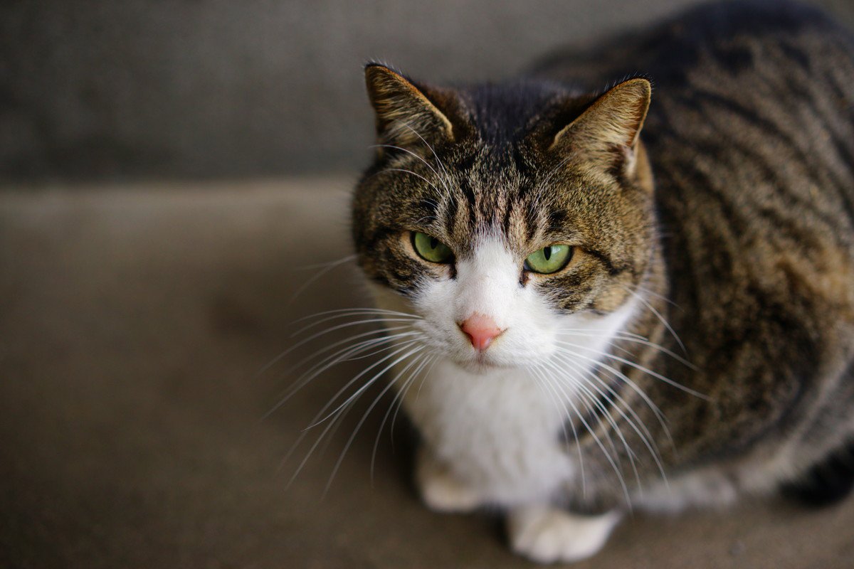 猫から『頼りにならない』と思われてしまう人の残念な特徴5選　猫をガッカリさせるのはどんなとき？
