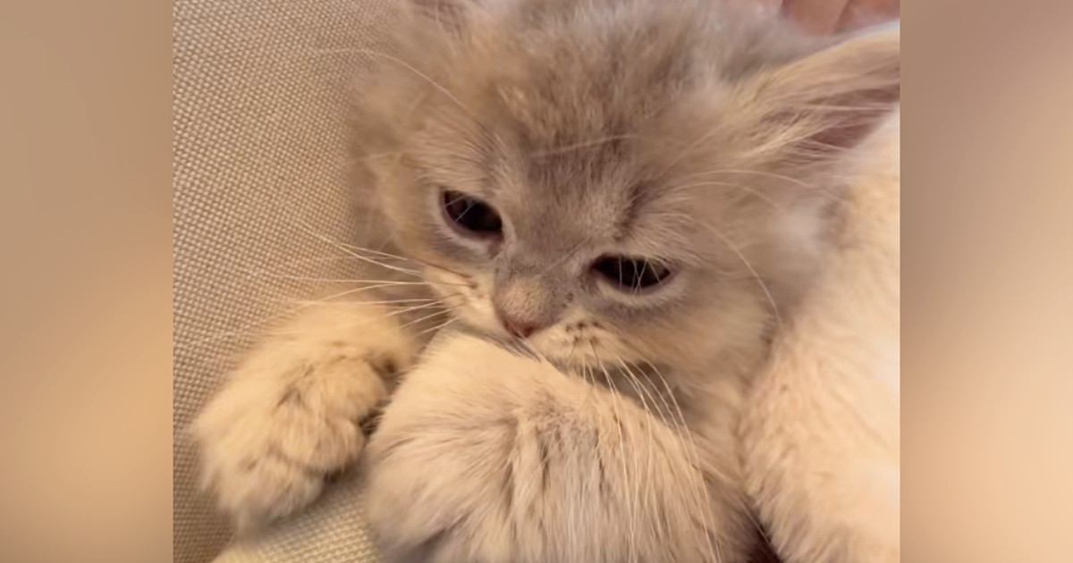 クッションをちゅぱちゅぱと『かじっていた子猫』が次の瞬間…"赤ちゃんすぎる光景"がたまらないと23万再生「天使」「疲れが吹っ飛ぶ」