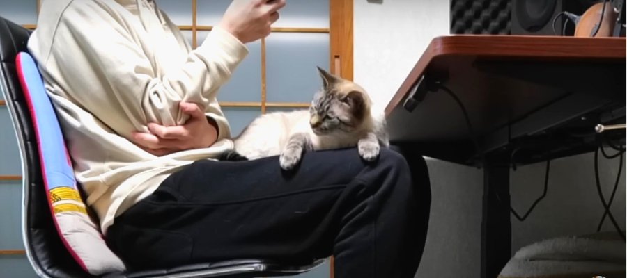 完璧な膝ライフを手に入れた猫ちゃんたち