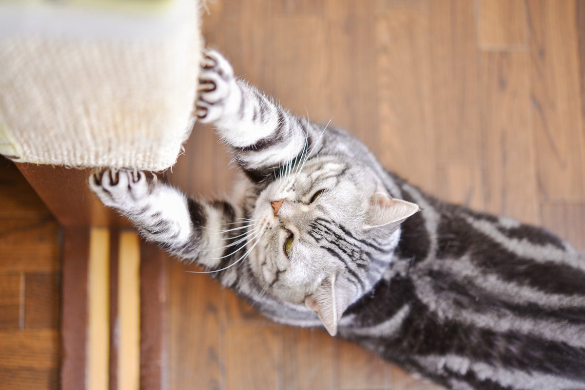 猫は本当に『飼いやすいペット』なの？そう言われる5つの理由　お迎え前に知っておいてほしい心得も