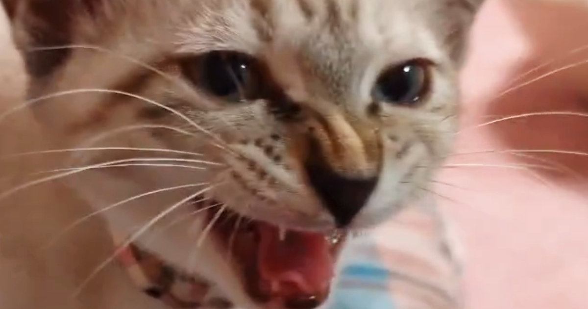 『子猫が鳴きだした』かと思ったら……まさかすぎる展開に笑ってしまう人が続出「何度も見ちゃうｗ」「ヤカンが沸いたのかと」と２万いいね