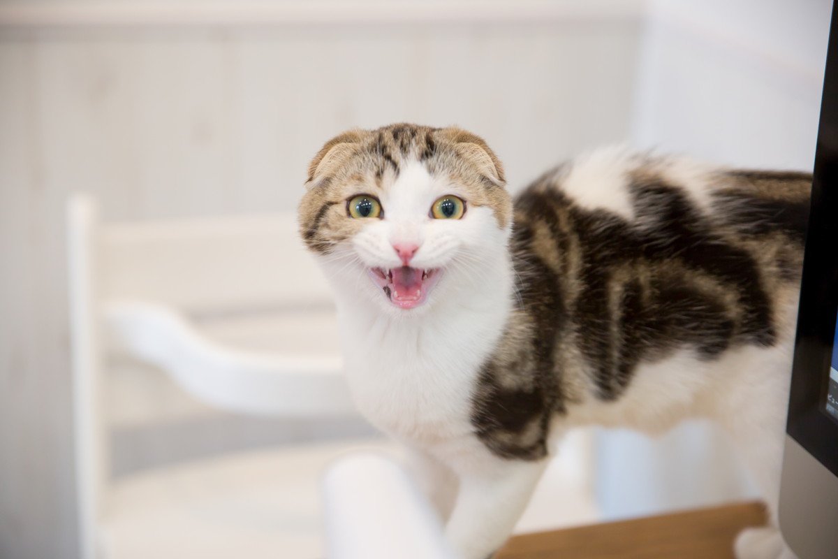 猫があなたに向けて『話しかけてくる』理由3つ　鳴き方による違いや応え方のポイントまで