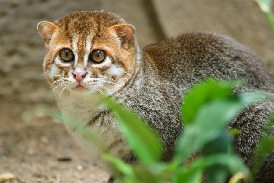 マレーヤマネコってどんな猫？不思議で超絶可愛い♡