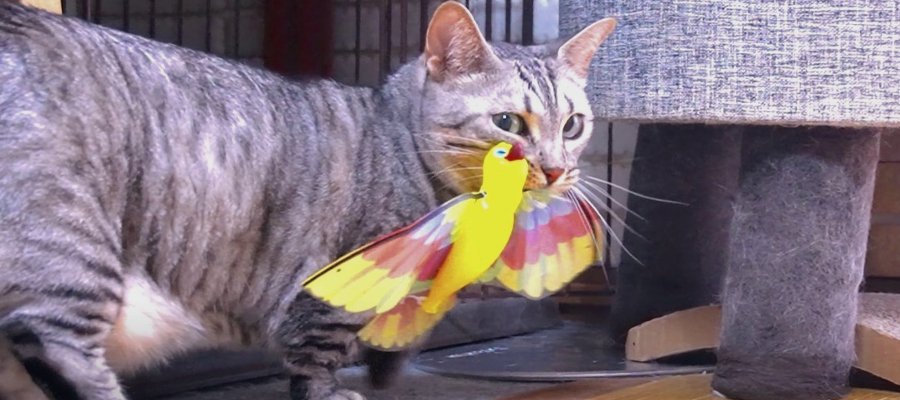 鳥のおもちゃでワイルドになった猫ちゃん！？