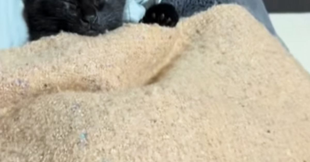 保護して数日目の子猫、寝ているところを見たら…ニヤけずにはいられない『尊い光景』が18万再生「思わず笑顔になったｗ」「やばい可愛い」