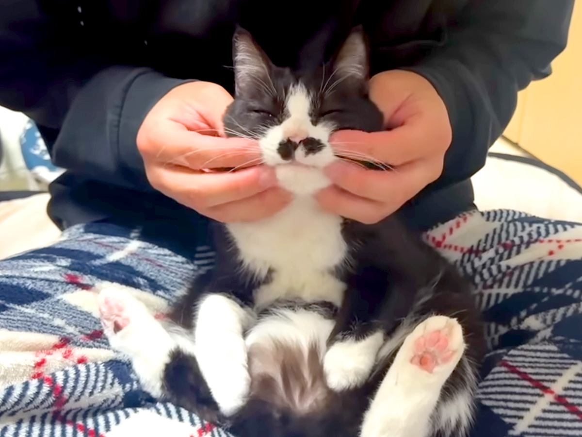 甘えん坊な白黒ネコ→膝の上に乗せた結果…まるで液体？『完全に脱力している様子』に反響「フワフワのぬいぐるみみたい」「ホントに面白い」