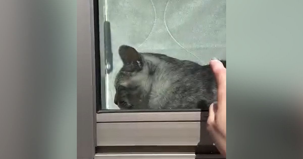 窓辺でくつろぐ猫→飼い主が外から『トントン』と合図を送ったら…100点満点のリアクションに「教科書に載るｗ」「完璧ｗ」と反響