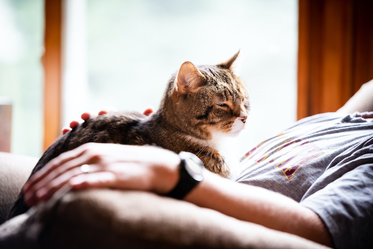 シニア・持病のある猫のためにできるペット終活とは？