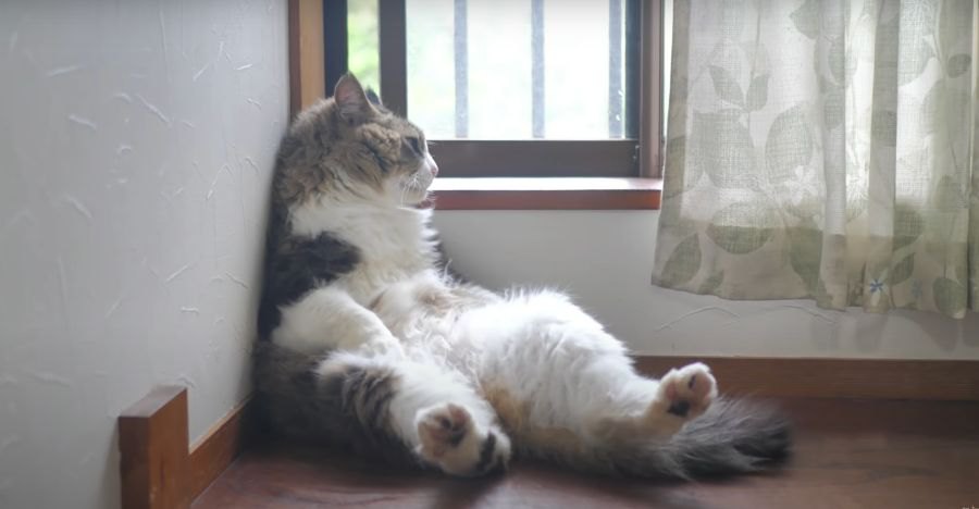 連日の雨で青々としたお庭をたそがれながら見つめる猫ちゃん