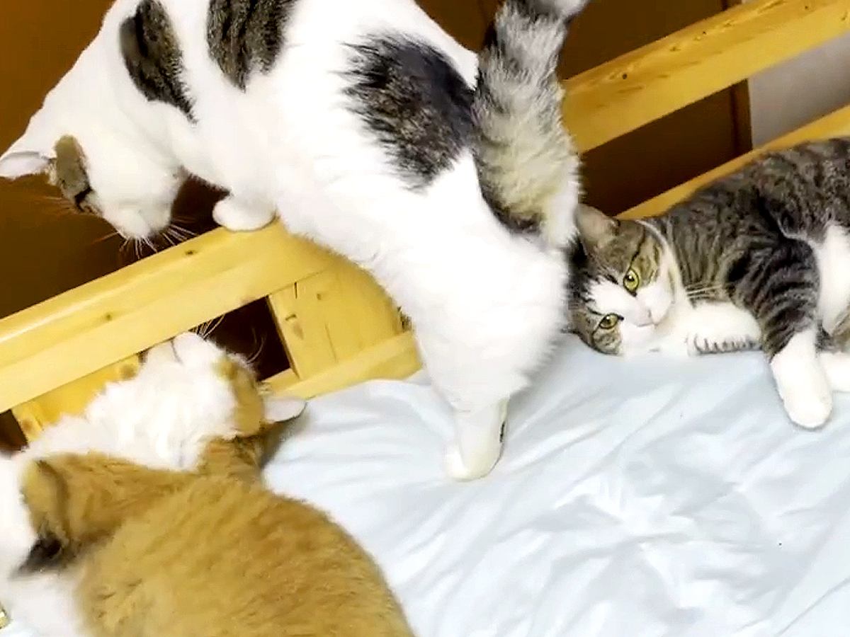 ベッドで寝ようとする男の子→すでにネコたちが集まっていて…どう見ても『定員オーバーな光景』が26万再生「最高かよ」「お兄ちゃんモテモテ」