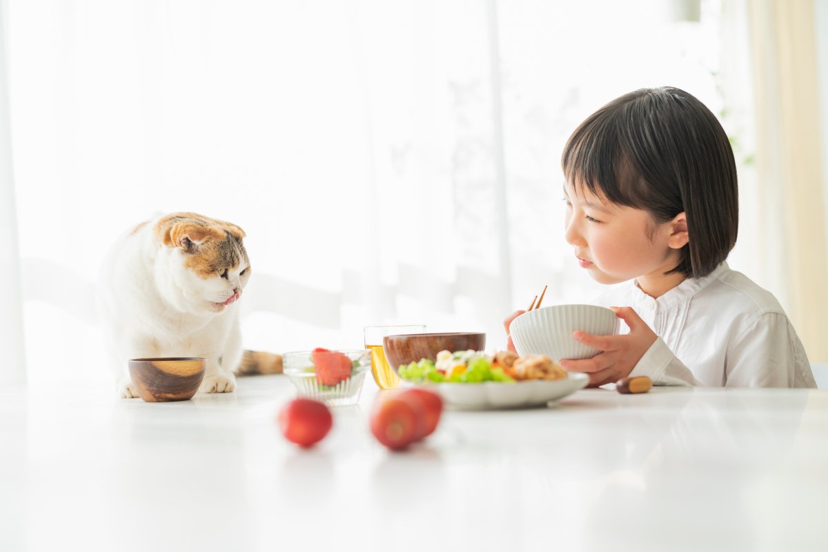 猫が自分が食べられると勘違いする『人の食べ物』4選　期待する理由や飼い主が注意すべきこと