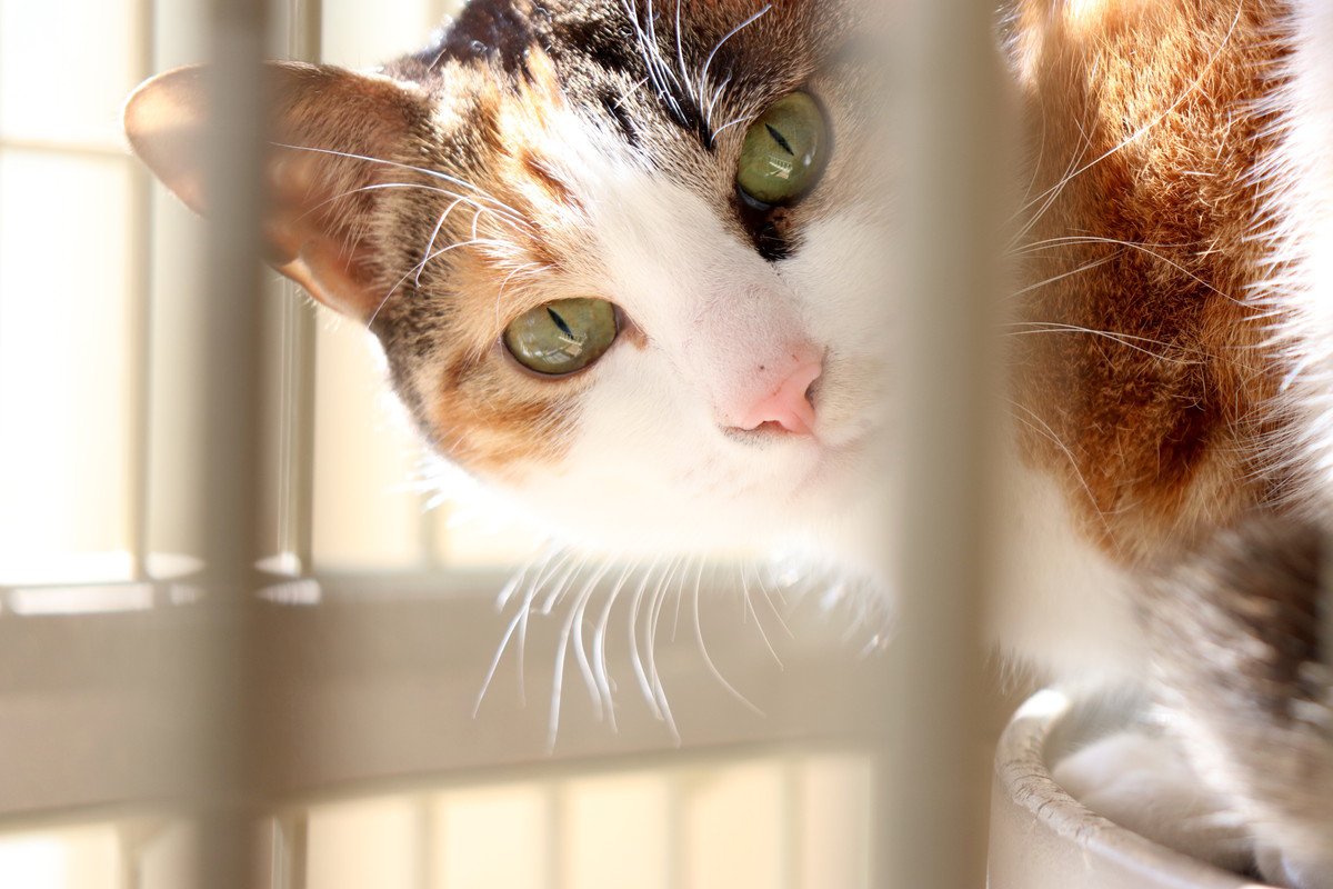 家をしばらく空けるとき『猫の預け先』はどう選ぶ？4つの方法とメリット・デメリットを比較