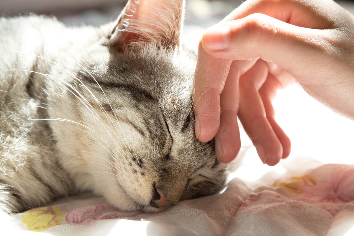 こんな姿が見られたら愛されている！猫が飼い主にだけ見せる行動4選とそれぞれの心理