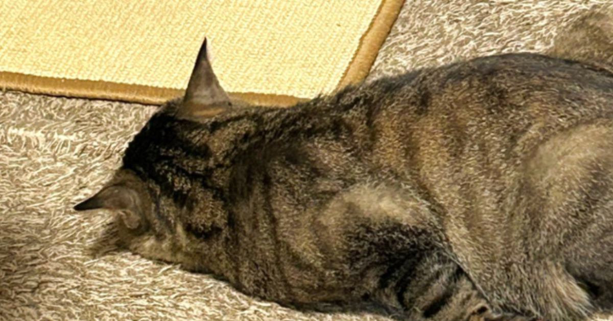『いつ見ても心配になる……』リビングで爆睡する猫→とんでもない寝相に「癖強すぎｗ」「人間なら腕を痛めそうｗ」と爆笑する人が続出