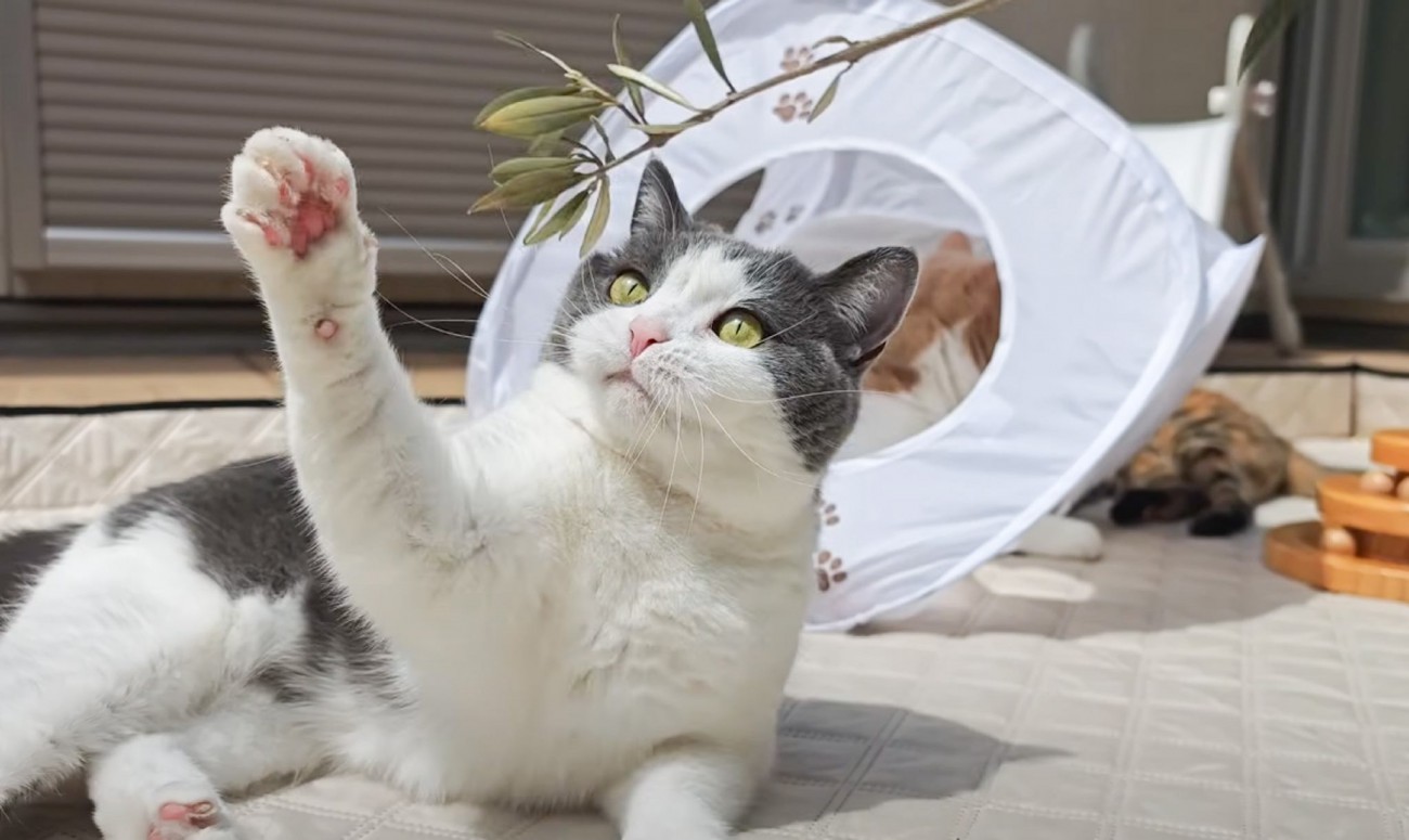 猫たちと『中庭』でのんびりと過ごした結果…幸せいっぱいな光景に癒されると5万再生「本当に幸せそうで素敵」「1日の疲れが吹っ飛んだ」の声