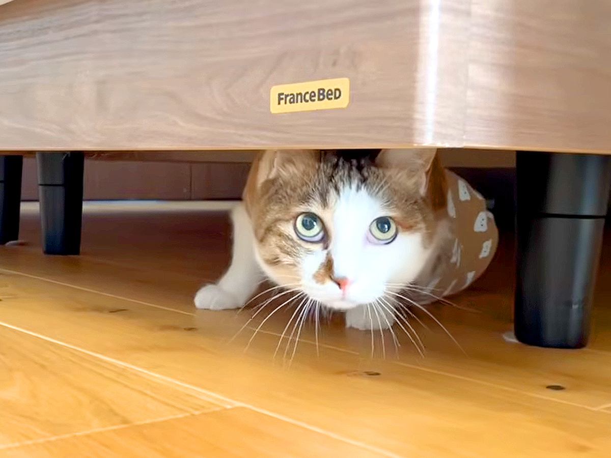 家に大工さんが来ると、ベッドの下に隠れてしまった猫→おやつで誘い出そうとしたら…『葛藤している様子』が可愛すぎると反響「慎重派かなｗ」
