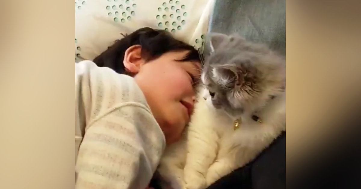 くつろぐ猫→男の子が『猫吸い』をしにやって来ると…可愛すぎる『触れ合いの様子』が25万再生「大好きが伝わってほっこり」「癒ししかない」