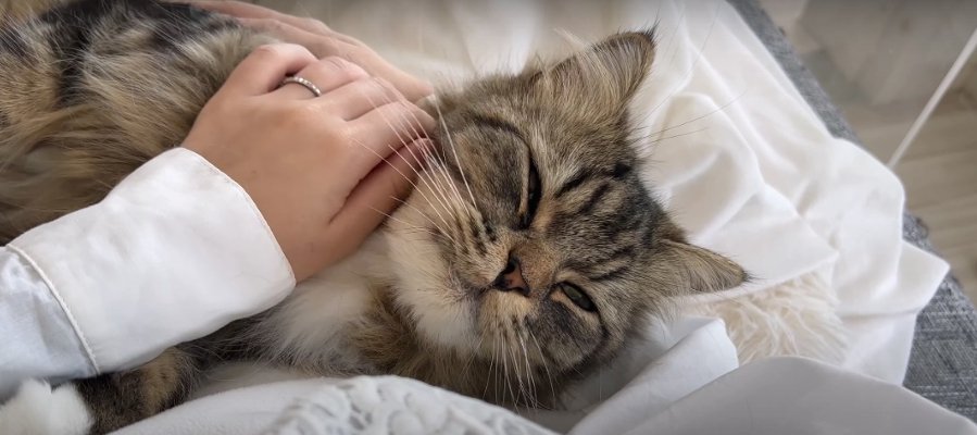  飼い主さんに順番で甘える猫ちゃんの表情がかわいすぎる♡