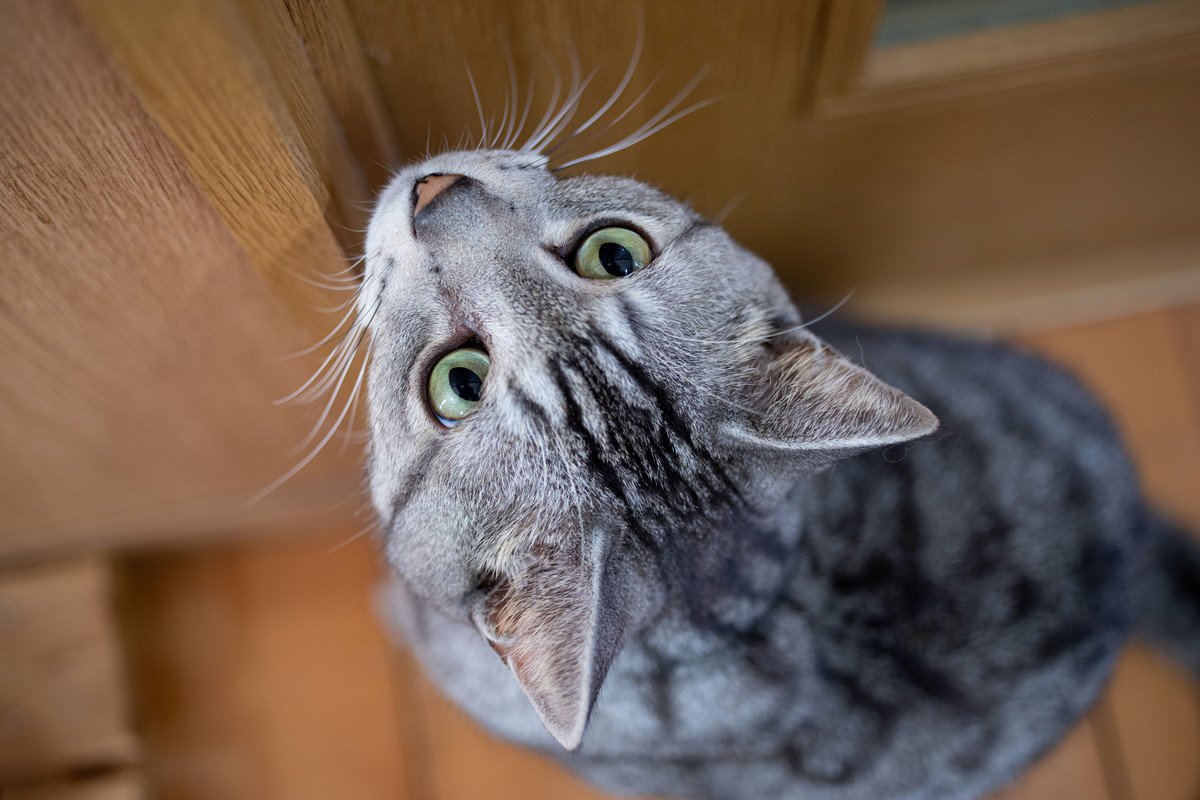 猫が『トイレ』を覗こうとしてくる理由3つ　なぜついてくるの？どう対処したらいい？