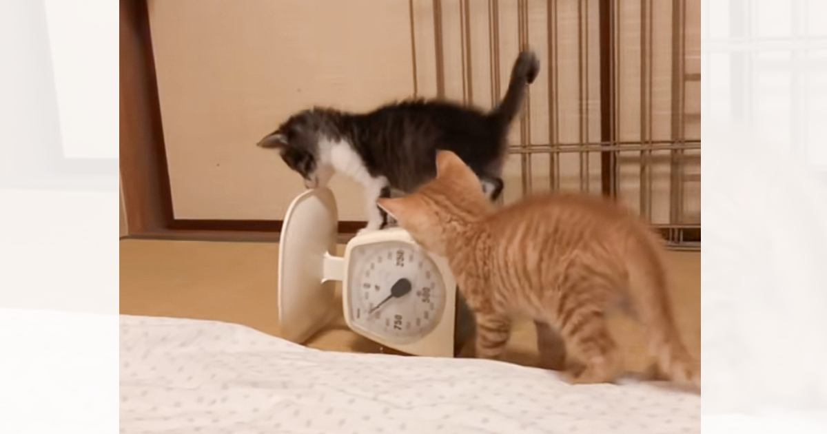 はかりの上でブルブルと揺れる子猫→もう1匹の子猫が来ると…『まさかの光景』に爆笑の声「2匹目でもうダメだった」「ブルブルマシーンかなｗ」