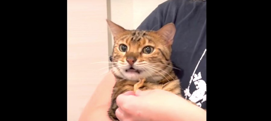 うにゃうにゃ…飼い主さんの抱っこに文句を言いながらもおやつを食べる猫さん