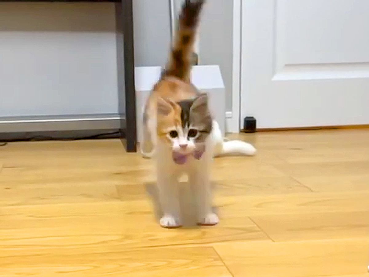 おもちゃで楽しく遊んでいた子猫→飼い主さんに『名前を呼ばれる』と…可愛すぎる行動に「本当に天使」「名前覚えてるのすごい」と反響