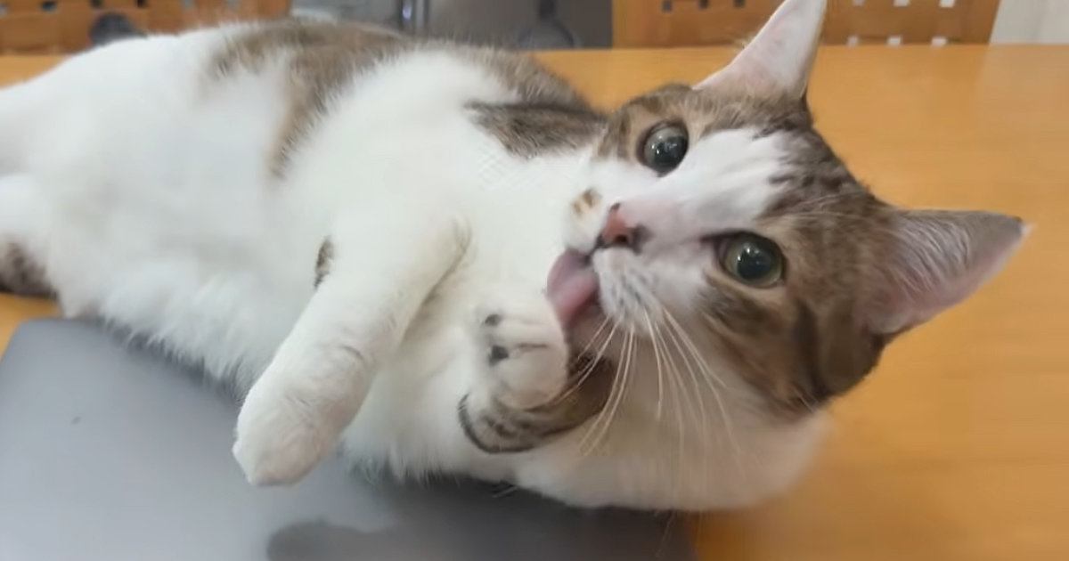机の上で待ち構えていた猫→飼い主が『パソコン』を開こうとしたら…微笑ましい展開に「もう本当にかわいい」「撫でてほしいよねぇ」の声
