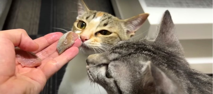 いわしをロックオン♡猫ちゃんの食べたい攻撃！