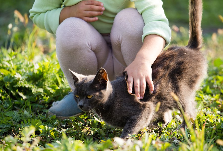 猫はおしりや腰をトントンされるのが好き！これってどうして？