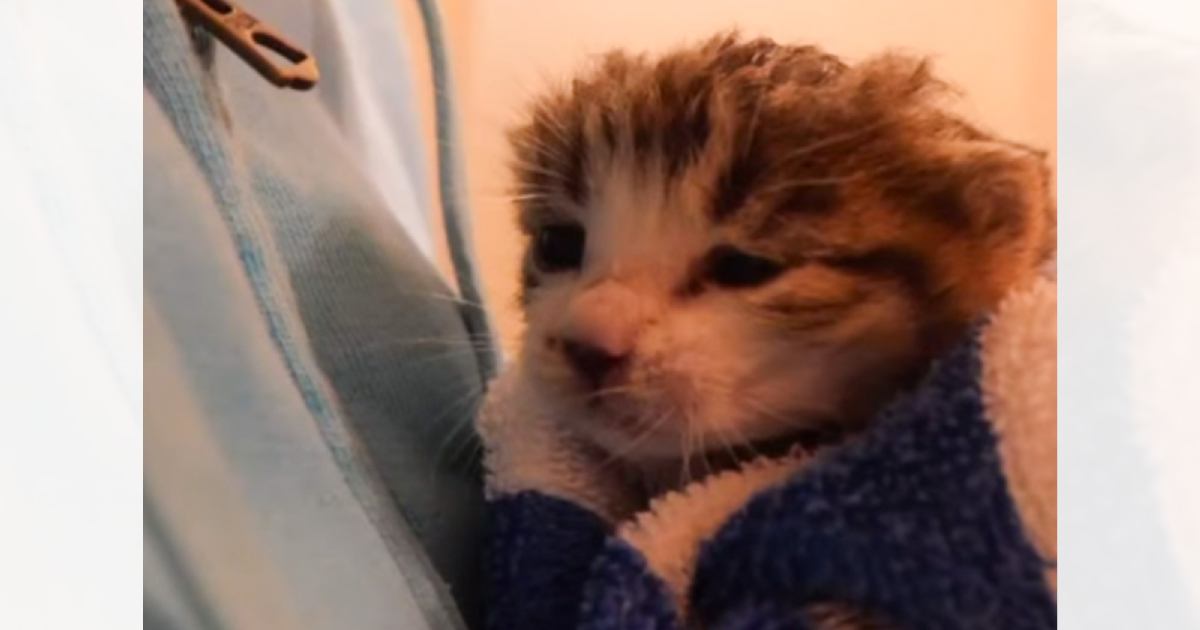 家の狭間で鳴いていた『手のひらサイズの子猫』を保護してお世話したら…心温まる記録に「泣けてくる」「素敵で涙が出た」と感動の声続出
