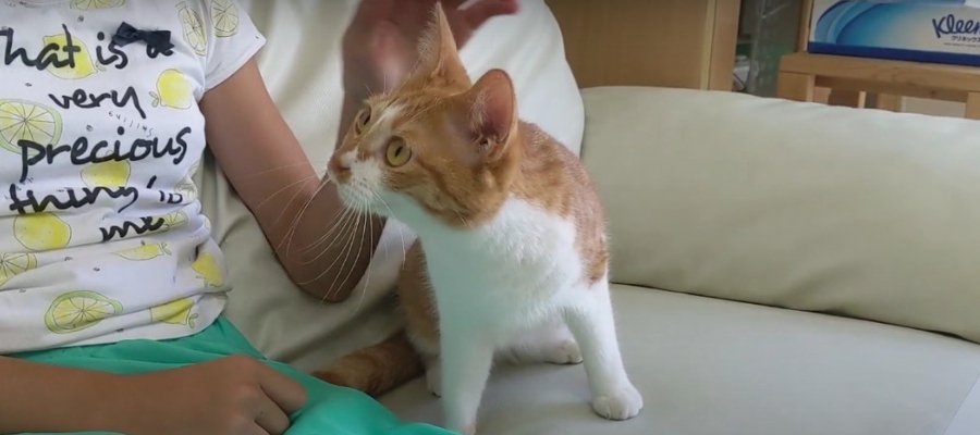 お姉ちゃんLOVEが止まらない♡猫ちゃんの甘えスイッチオン！