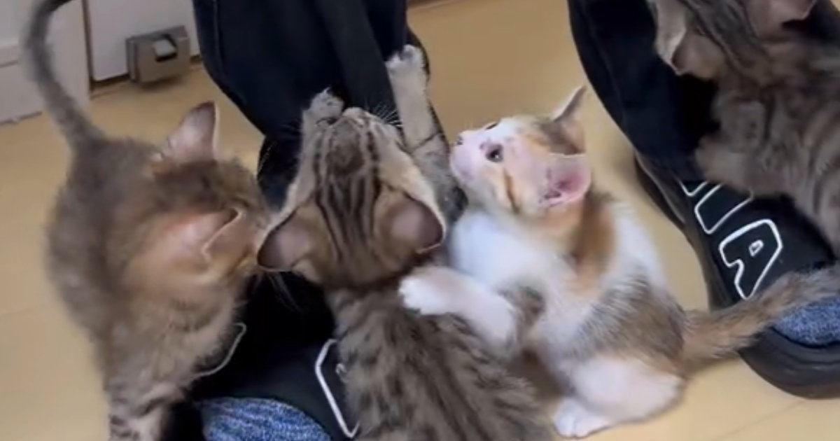 人間のもとに集まってきた『子猫たち』→次々とよじ登り始めて…まるでキャットタワーのような光景に「地味に痛いよねｗ」「羨ましいｗ」の声