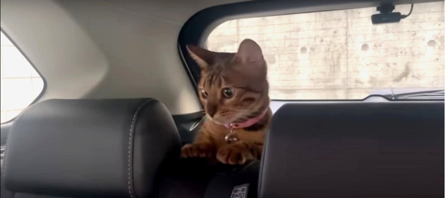 ドキドキだにゃ！初めて車内で過ごす猫ちゃん♪