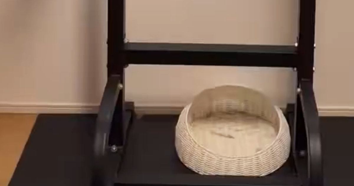 部屋の中を見ると、猫が『まさかの場所』でくつろいでいて……驚きの瞬間に５万いいね「顔ｗｗ」「すっぽりとハマってるｗ」と爆笑の声続出