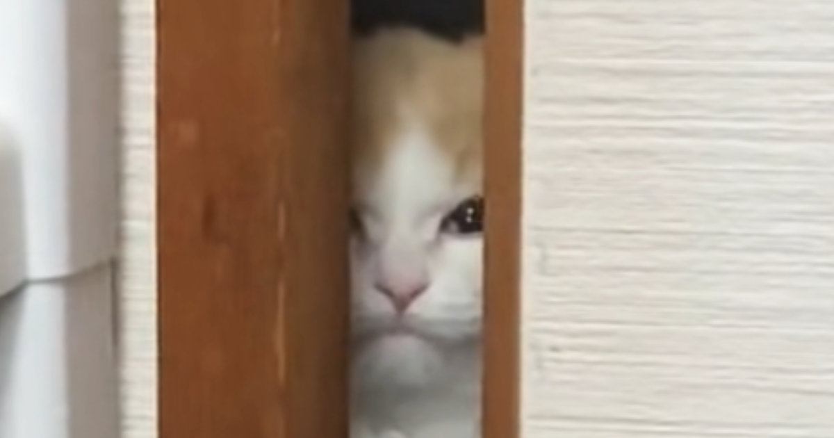 お部屋から出られない猫→ドアの隙間から…胸がキュンとなる『愛おしい光景』に43万いいね「世界一可愛いシャイニング」「涙が出る」